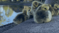 Goose Duckling Roll GIF