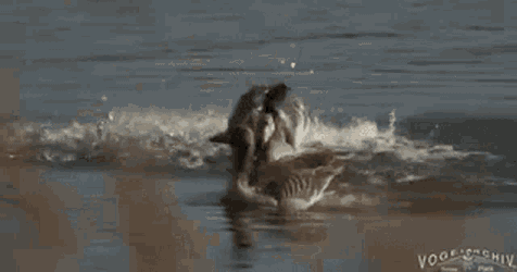 Goose Greylag GIF