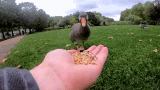 Goose Hand Feeding In Park GIF