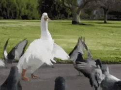 Goose Pigeons Dancing Break Dance Circle GIF