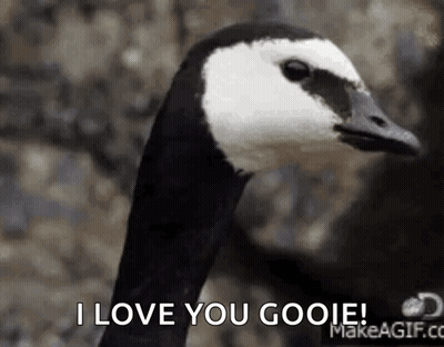 Goose Saying I Love You Gooie GIF