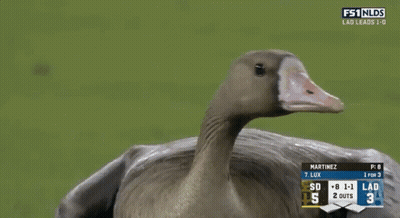 Goose Standing On Field With FS1 Scoreboard GIF