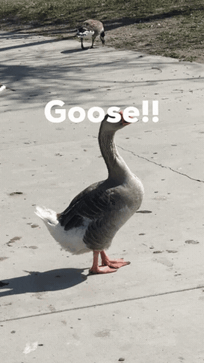 Goose Standing On Sidewalk Saying Goose GIF