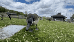Goose Tongue Show Wow GIF