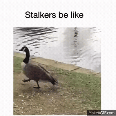 Goose Walking Near Lake