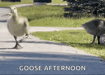 Goose Walking Sidewalk Saying Goose Afternoon GIF