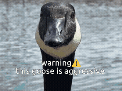 Goose Warning This Goose Is Aggressive GIF