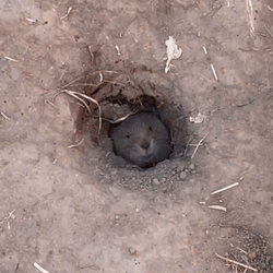 Gopher On The Ground GIF