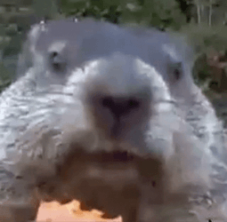 Gophers Munching On Snack GIF