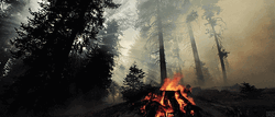 Gorgeous Forest Campfire Smokey Night GIF