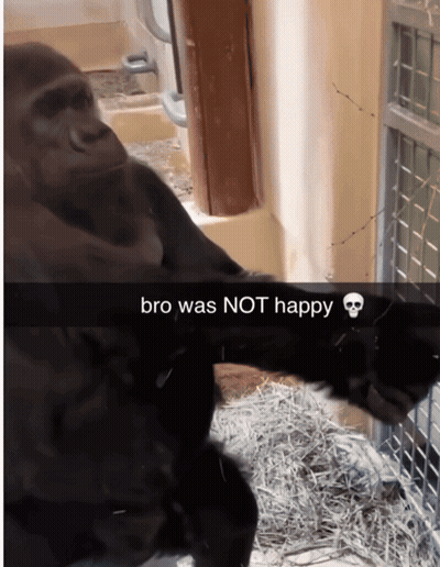 Gorilla Bro Was Not Happy GIF