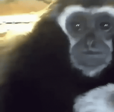 Gorilla Close Up Looking At Camera GIF