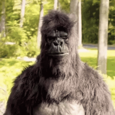 Gorilla Costume In Forest GIF