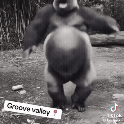 Gorilla Dancing Groove Valley GIF
