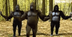 Gorilla Dancing Humor GIF