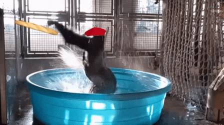 Gorilla Dancing In Pool With Red Hat GIF