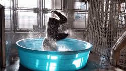 Gorilla Dancing In Swimming Pool GIF