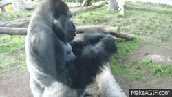 Gorilla Earing Food