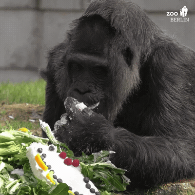 Gorilla Eating Cake With Berlin Zoo Logo GIF