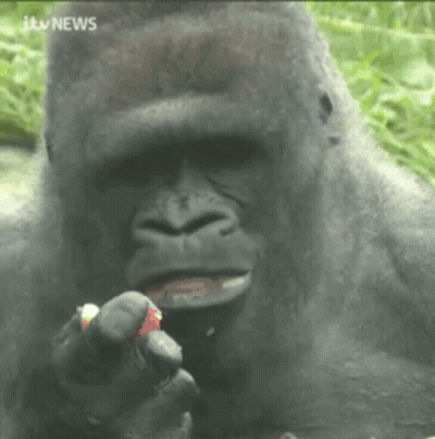 Gorilla Eating Strawberry With ITV News GIF