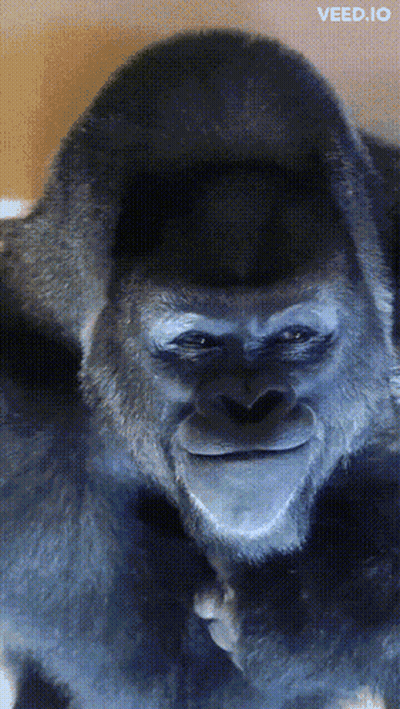 Gorilla Face Close Up Eyes Closed GIF