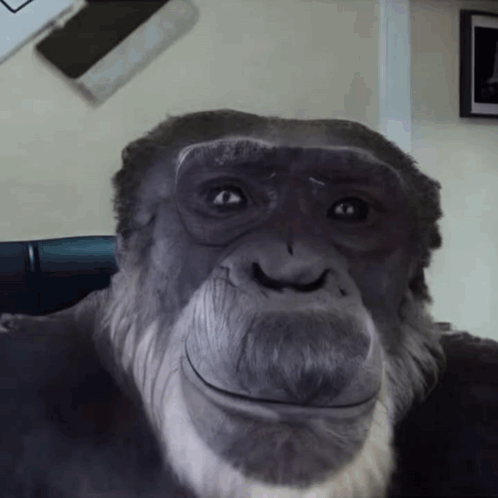 Gorilla Face With Beard GIF
