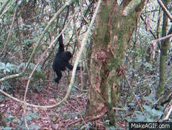Gorilla Falling From Branch