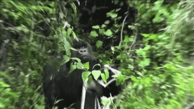 Gorilla Im Watching You GIF
