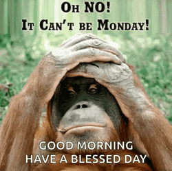 Gorilla In The Blessed Monday GIF