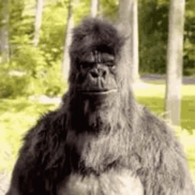 Gorilla In Woods Looking At Camera GIF