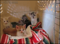 Gorilla Kissing Kitten GIF