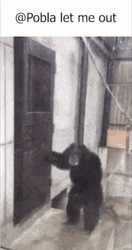 Gorilla Knocking The Door Let Me Out GIF