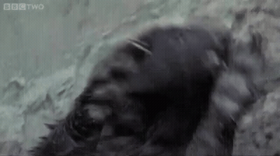 Gorilla Laying In Water Close Up GIF