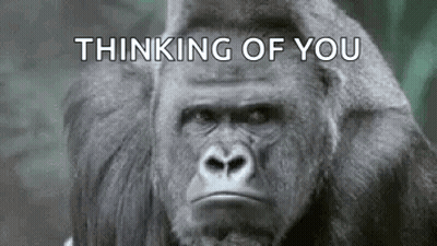 Gorilla Looking At Camera Thinking Of You GIF