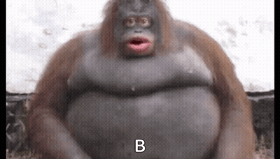 Gorilla Looking Up At Mirror GIF