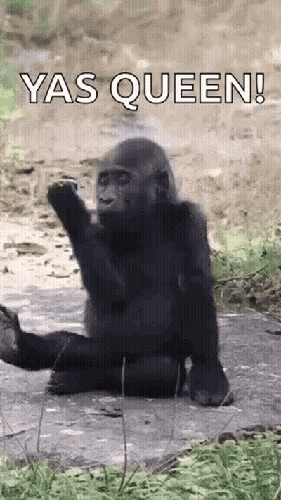 Gorilla On Rock Hands Up Saying Yas Queen GIF