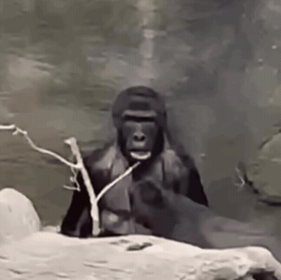 Gorilla On Rock Holding Branch In Mouth GIF