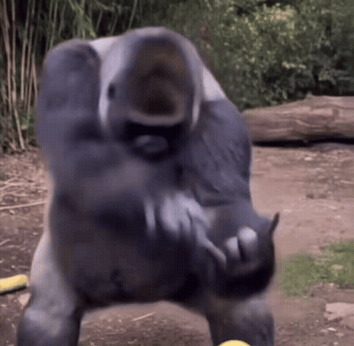 Gorilla Playing With Yellow Ball GIF