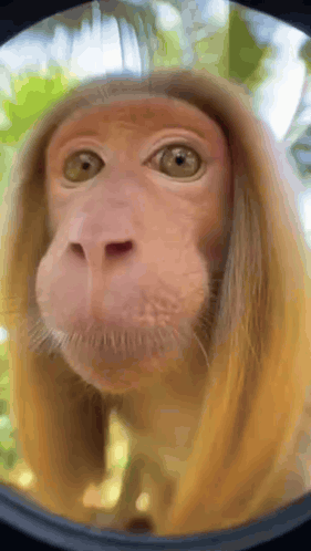 Gorilla Saying Don't Worry Be Happy I Still Love You Monkey GIF
