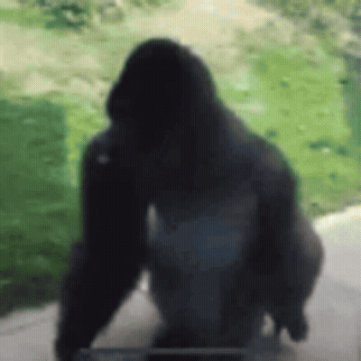 Gorilla Silhouette On Sidewalk With Green Field GIF