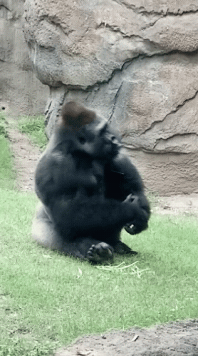 Gorilla Sitting In Grass Near Large Rock GIF