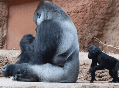 Gorilla Sitting Next To Baby Gorilla GIF
