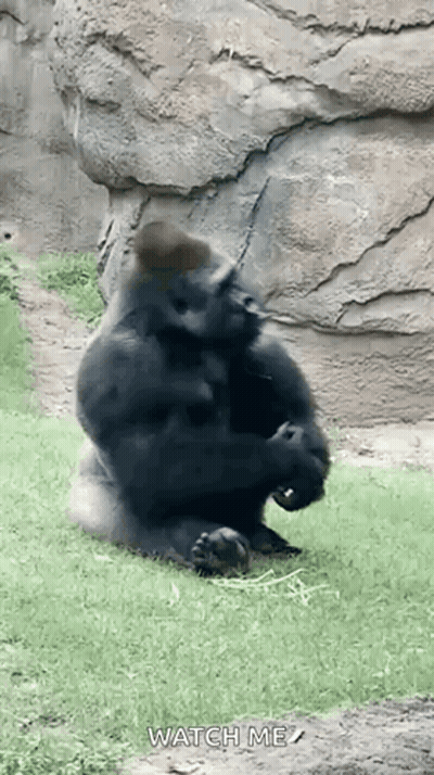 Gorilla Sitting On Grass Near Rock GIF