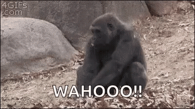 Gorilla Sitting On Ground Saying Wahoo GIF