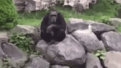 Gorilla Sitting On Rock In Zoo GIF