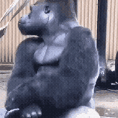Gorilla Sitting On Rock GIF