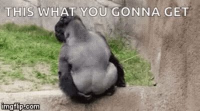 Gorilla Sitting On Rock With Text GIF