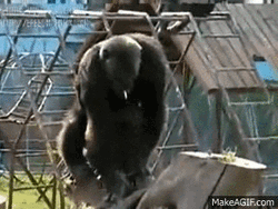 Gorilla Smoking Cigarette GIF