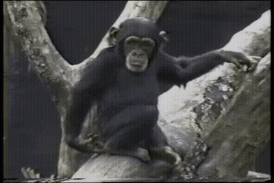 Gorilla Standing By Door And Wall GIF