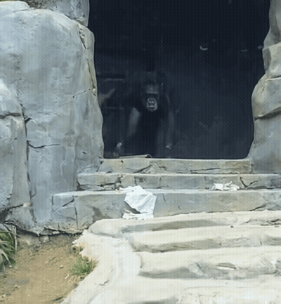 Gorilla Standing In Cave GIF